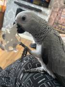 Hand Reared Parrots Need Home , African Grey