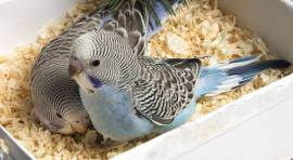 Hand Reared Parrots Need Home , African Grey