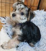 GORGEOUS YORKSHIRE TERRIER PUP, Yorkshire Terrier