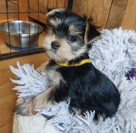 GORGEOUS YORKSHIRE TERRIER PUP, Yorkshire Terrier