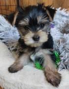 GORGEOUS YORKSHIRE TERRIER PUP, Yorkshire Terrier