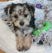 GORGEOUS YORKSHIRE TERRIER PUP, Yorkshire Terrier