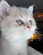 kitten, British Shorthair
