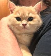kitten, British Shorthair