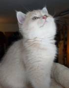 kitten, British Shorthair