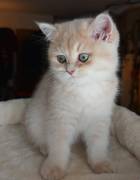 kitten, British Shorthair