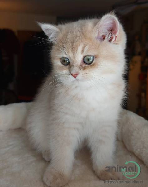 kitten, British Shorthair