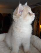 kitten, British Shorthair