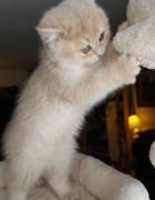 kitten, British Shorthair
