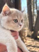 kitten, British Shorthair