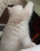 kitten, British Shorthair