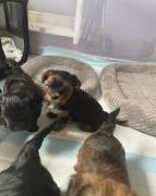 shorkie, Mixed Breed