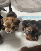 shorkie, Mixed Breed