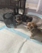 shorkie, Mixed Breed