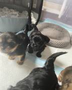 shorkie, Mixed Breed