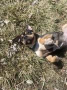 Karmen!, Mixed Breed