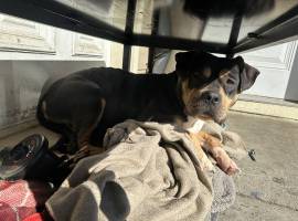 Karmen!, Mixed Breed