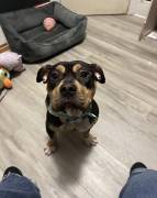 Karmen!, Mixed Breed