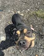 Karmen!, Mixed Breed