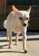 Sue’Lynn~1yr old Chihuahua , Chihuahua