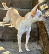 Sue’Lynn Needs a Forever Home, Chihuahua