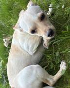 Sue’Lynn Needs a Forever Home, Chihuahua