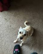 Sue’Lynn Needs a Forever Home, Chihuahua