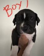 Boxer Mix Puppies , Mixed Breed Boxer Mix Puppies , Mixed Breed