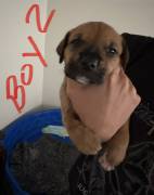 Boxer Mix Puppies , Mixed Breed Boxer Mix Puppies , Mixed Breed