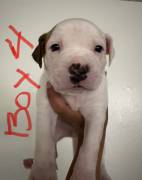 Boxer Mix Puppies , Mixed Breed Boxer Mix Puppies , Mixed Breed