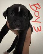 Boxer Mix Puppies , Mixed Breed Boxer Mix Puppies , Mixed Breed