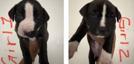 Boxer Mix Puppies , Mixed Breed