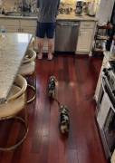 Rare Silver Dapple Dachshunds, Dachshund