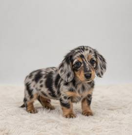 Rare Silver Dapple Dachshunds, Dachshund Rare Silver Dapple Dachshunds, Dachshund