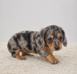 Rare Silver Dapple Dachshunds, Dachshund Rare Silver Dapple Dachshunds, Dachshund