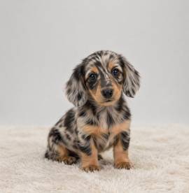 Rare Silver Dapple Dachshunds, Dachshund Rare Silver Dapple Dachshunds, Dachshund