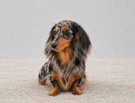 Rare Silver Dapple Dachshunds, Dachshund Rare Silver Dapple Dachshunds, Dachshund