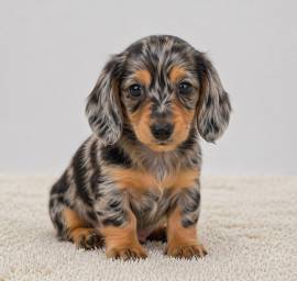 Rare Silver Dapple Dachshunds, Dachshund Rare Silver Dapple Dachshunds, Dachshund