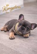 AKC FRENCH BULLDOGS, French Bulldog
