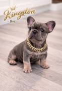 AKC FRENCH BULLDOGS, French Bulldog