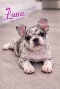 AKC FRENCH BULLDOGS, French Bulldog