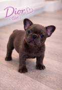 AKC FRENCH BULLDOGS, French Bulldog