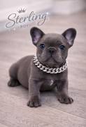 AKC FRENCH BULLDOGS, French Bulldog