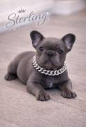 AKC FRENCH BULLDOGS, French Bulldog