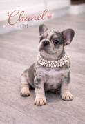 AKC FRENCH BULLDOGS, French Bulldog