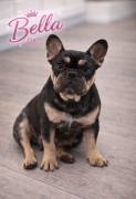 AKC FRENCH BULLDOGS, French Bulldog