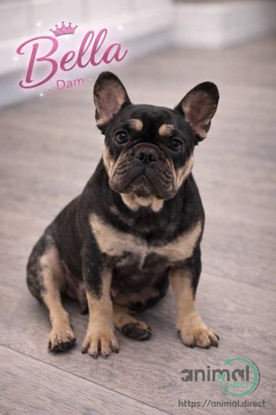 AKC FRENCH BULLDOGS, Puppy in Philadelphia, Pennsylvania