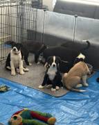 Catahoula Aussie, Mixed Breed