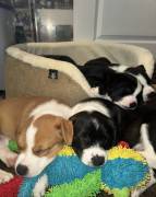 Catahoula Aussie, Mixed Breed