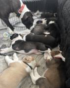 Catahoula Aussie, Mixed Breed